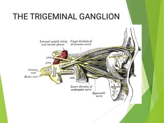 Comprehensive Anatomy and Clinical Insights on the Trigeminal Nerve and ...