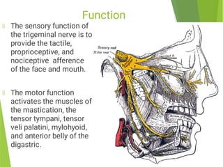 Comprehensive Anatomy and Clinical Insights on the Trigeminal Nerve and ...
