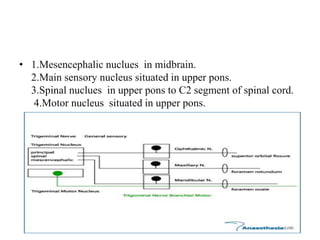 • 1.Mesencephalic nuclues in midbrain.
2.Main sensory nucleus situated in upper pons.
3.Spinal nuclues in upper pons to C2 segment of spinal cord.
4.Motor nucleus situated in upper pons.
 