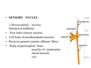 • SENSORY NUCLEI :
1.Mesencephalic nucleus.
Situated in midbrain.
• First order sensory nucleus.
• Cell body of pseudounipolar neurons.
• Recieves general somatic afferent fibres.
• Relay proprioception from :
-muscles of mastication
-facial muscles
-eye
 