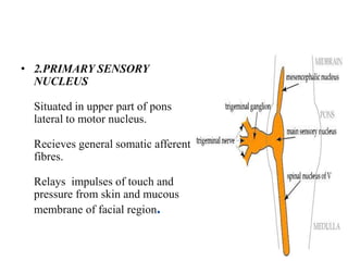 • 2.PRIMARY SENSORY
NUCLEUS
Situated in upper part of pons
lateral to motor nucleus.
Recieves general somatic afferent
fibres.
Relays impulses of touch and
pressure from skin and mucous
membrane of facial region.
 
