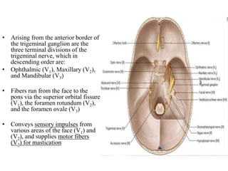 • Arising from the anterior border of
the trigeminal ganglion are the
three terminal divisions of the
trigeminal nerve, which in
descending order are:
• Ophthalmic (V1), Maxillary (V2),
and Mandibular (V3)
• Fibers run from the face to the
pons via the superior orbital fissure
(V1), the foramen rotundum (V2),
and the foramen ovale (V3)
• Conveys sensory impulses from
various areas of the face (V1) and
(V2), and supplies motor fibers
(V3) for mastication
 