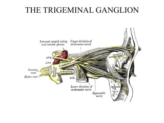THE TRIGEMINAL GANGLION
 