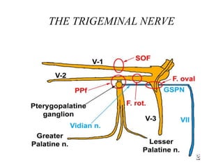 THE TRIGEMINAL NERVE
 