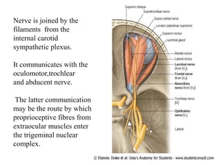Nerve is joined by the
filaments from the
internal carotid
sympathetic plexus.
It communicates with the
oculomotor,trochlear
and abducent nerve.
The latter communication
may be the route by which
proprioceptive fibres from
extraocular muscles enter
the trigeminal nuclear
complex.
 