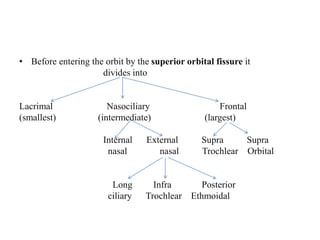 • Before entering the orbit by the superior orbital fissure it
divides into
Lacrimal Nasociliary Frontal
(smallest) (intermediate) (largest)
Internal External Supra Supra
nasal nasal Trochlear Orbital
Long Infra Posterior
ciliary Trochlear Ethmoidal
 