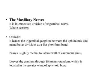 • The Maxillary Nerve:
It is intermediate division of trigeminal nerve.
Whole sensory.
• ORIGIN:
It leaves the trigeminal ganglion between the ophthalmic and
mandibular divisions as a flat plexiform band
Passes slightly medial to lateral wall of cavernous sinus
Leaves the cranium through foraman rotandum, which is
located in the greater wing of sphenoid bone.
 