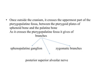 • Once outside the cranium, it crosses the uppermost part of the
pterygopalatine fossa, between the pterygoid plates of
sphenoid bone and the palatine bone
As it crosses the pterygopalatine fossa it gives of
branches
sphenopalatine ganglion zygomatic branches
posterior superior alveolar nerve
 