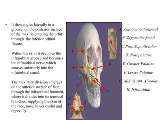 • It then angles laterally in a
groove on the posterior surface
of the maxilla,entering the orbit
through the inferior orbital
fissure.
Within the orbit it occupies the
infraorbital groove and becomes
the infraorbital nerve,which
courses anteriorly into the
infraorbital canal.
The maxillary division emerges
on the anterior surface of face
through the infraorbital foramen,
where it divides into its terminal
branches, supplying the skin of
the face, nose, lower eyelid and
upper lip.
A. Zygoticaticotemporal
B. Zygomaticofacial
C. Post. Sup. Alveolar
D. Nasopalatine
E. Greater Palatine
F. Lesser Palatine
G. Mid. & Ant. Alveolar
H. Infraorbital
 