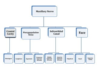Maxillary Nerve
Cranial
Cavity
Meningeal
Pterygopalatine
fossa
Ganglionic Zygomatic
Posterior
Superior
Alveolar
Infraorbital
Canal
Middle
Superior
Alveolar
Anterior
Superior
Alveolar
Face
Palpebral Nasal
Superior
Labial
 