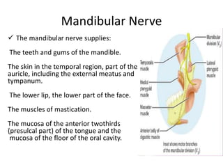  The mandibular nerve supplies:
The teeth and gums of the mandible.
The skin in the temporal region, part of the
auricle, including the external meatus and
tympanum.
The lower lip, the lower part of the face.
The muscles of mastication.
The mucosa of the anterior twothirds
(presulcal part) of the tongue and the
mucosa of the floor of the oral cavity.
Mandibular Nerve
 