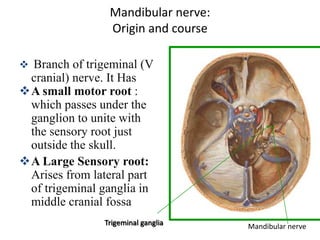 Mandibular nerve:
Origin and course
 Branch of trigeminal (V
cranial) nerve. It Has
A small motor root :
which passes under the
ganglion to unite with
the sensory root just
outside the skull.
A Large Sensory root:
Arises from lateral part
of trigeminal ganglia in
middle cranial fossa
Mandibular nerve
Trigeminal ganglia
 