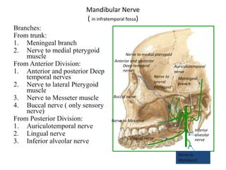 Mandibular Nerve
( in infratemporal fossa)
Branches:
From trunk:
1. Meningeal branch
2. Nerve to medial pterygoid
muscle
From Anterior Division:
1. Anterior and posterior Deep
temporal nerves
2. Nerve to lateral Pterygoid
muscle
3. Nerve to Messeter muscle
4. Buccal nerve ( only sensory
nerve)
From Posterior Division:
1. Auriculotemporal nerve
2. Lingual nerve
3. Inferior alveolar nerve
Meningeal
branch
Nerve to medial pterygoid
Buccal nerve
Anterior and posterior
Deep temporal
nerves
Nerve to Messetor
Nerve to
lateral
Pterygoid
Auriculotemporal
nerve
1. Lingual nerve
1. Inferior
alveolar
nerve
Nerve to
Mylohyoid
 