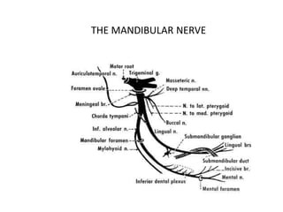 THE MANDIBULAR NERVE
 