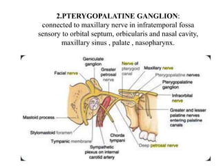 2.PTERYGOPALATINE GANGLION:
connected to maxillary nerve in infratemporal fossa
sensory to orbital septum, orbicularis and nasal cavity,
maxillary sinus , palate , nasopharynx.
 