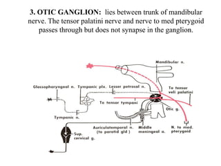 3. OTIC GANGLION: lies between trunk of mandibular
nerve. The tensor palatini nerve and nerve to med pterygoid
passes through but does not synapse in the ganglion.
 