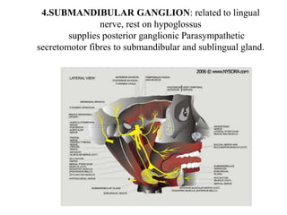 4.SUBMANDIBULAR GANGLION: related to lingual
nerve, rest on hypoglossus
supplies posterior ganglionic Parasympathetic
secretomotor fibres to submandibular and sublingual gland.
 