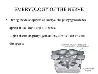 EMBRYOLOGY OF THE NERVE
• During the development of embryo, the pharyngeal arches
appear in the fourth and fifth week.
It give rise to six pharyngeal arches, of which the 5th arch
dissapears.
 