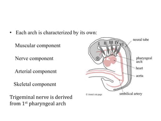 • Each arch is characterized by its own:
Muscular component
Nerve component
Arterial component
Skeletal component
Trigeminal nerve is derived
from 1st pharyngeal arch
 