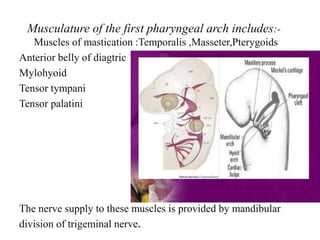 Musculature of the first pharyngeal arch includes:-
Muscles of mastication :Temporalis ,Masseter,Pterygoids
Anterior belly of diagtric
Mylohyoid
Tensor tympani
Tensor palatini
The nerve supply to these muscles is provided by mandibular
division of trigeminal nerve.
 