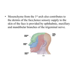• Mesenchyme from the 1st arch also contributes to
the dermis of the face,hence sensory supply to the
skin of the face is provided by ophthalmic, maxillary
and mandibular branches of the trigeminal nerve.
 