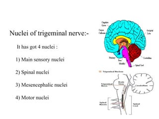 Nuclei of trigeminal nerve:-
It has got 4 nuclei :
1) Main sensory nuclei
2) Spinal nuclei
3) Mesencephalic nuclei
4) Motor nuclei
 