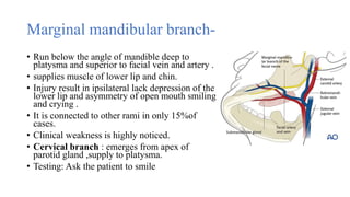 Marginal Ramus Trigeminal and facial nerve.pptx