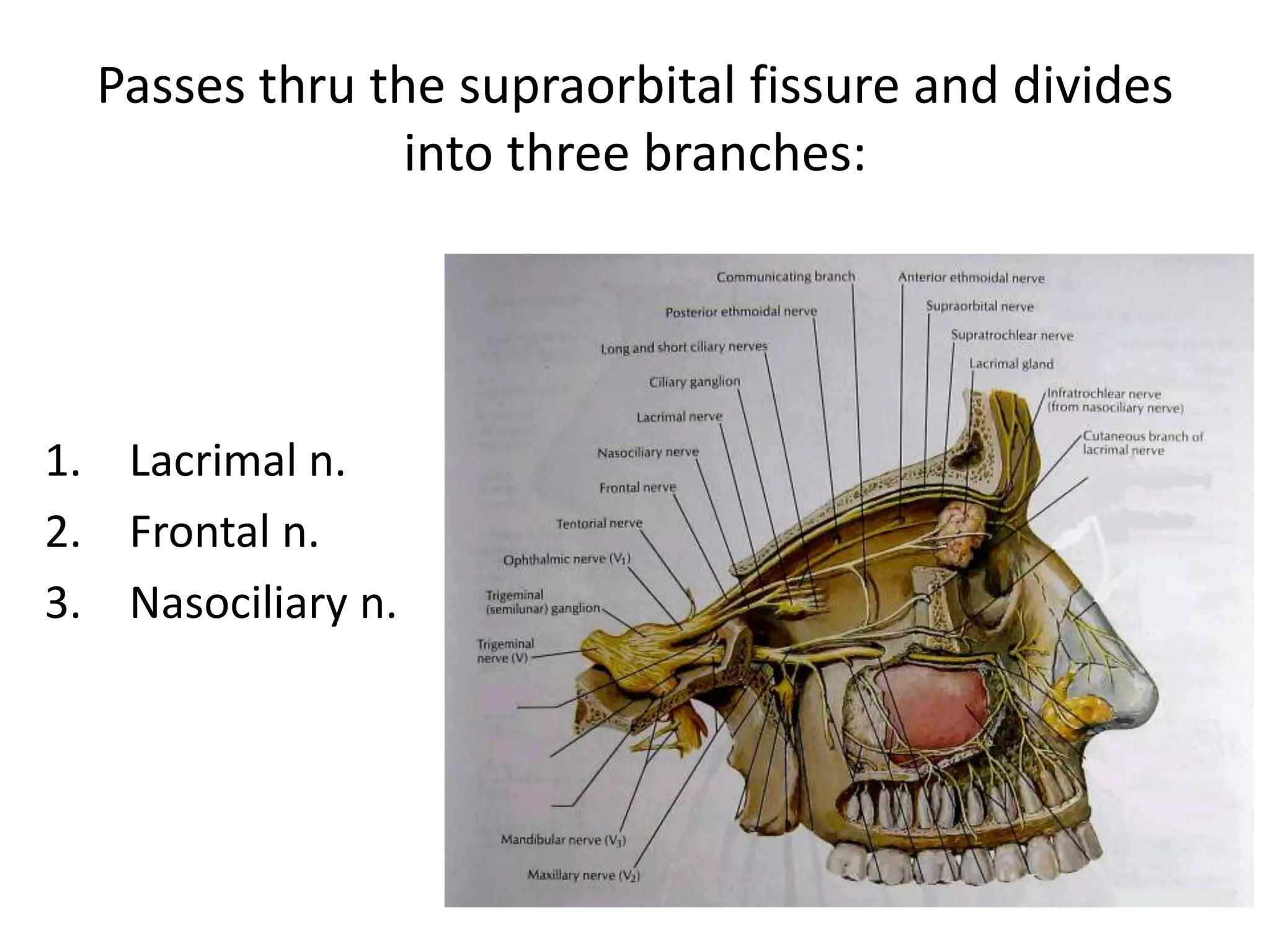 Passes thru the supraorbital fissure and divides
into three branches:
1. Lacrimal n.
2. Frontal n.
3. Nasociliary n.
 