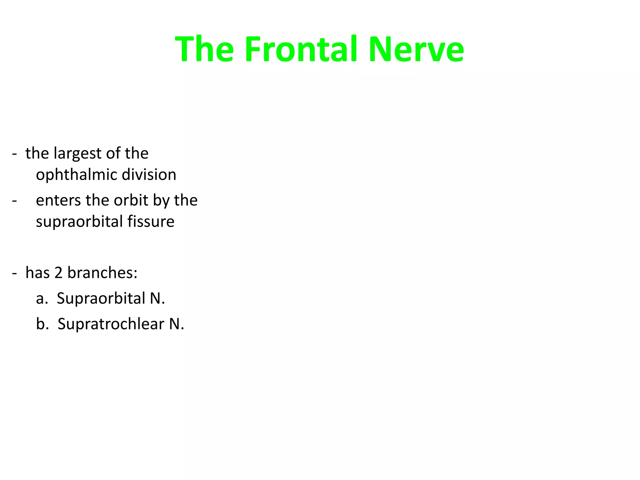 The Frontal Nerve
- the largest of the
ophthalmic division
- enters the orbit by the
supraorbital fissure
- has 2 branches:
a. Supraorbital N.
b. Supratrochlear N.
 