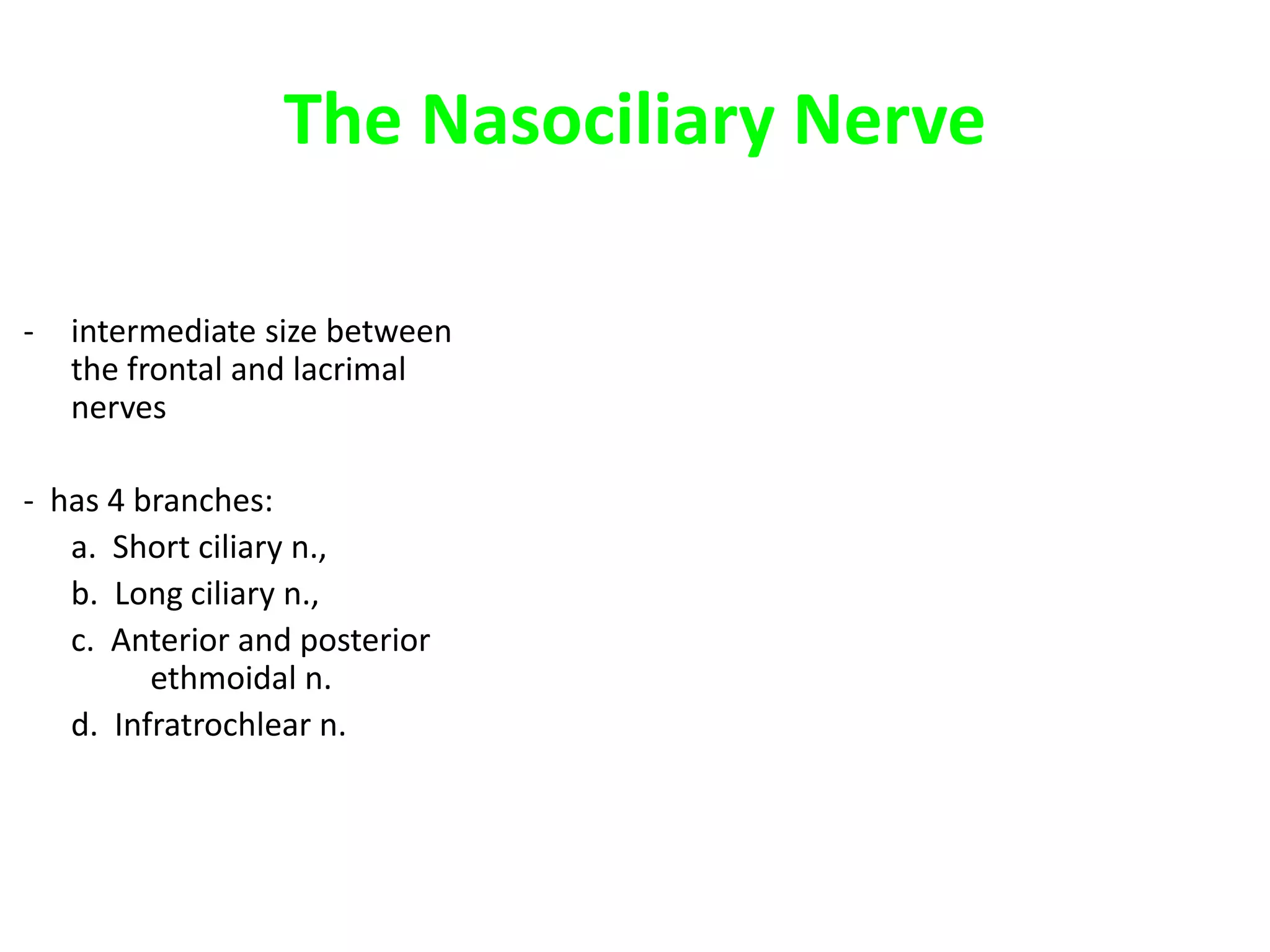 The Nasociliary Nerve
- intermediate size between
the frontal and lacrimal
nerves
- has 4 branches:
a. Short ciliary n.,
b. Long ciliary n.,
c. Anterior and posterior
ethmoidal n.
d. Infratrochlear n.
 
