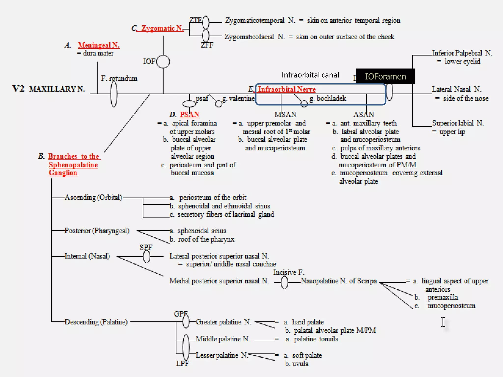 IOForamenInfraorbital canal
 