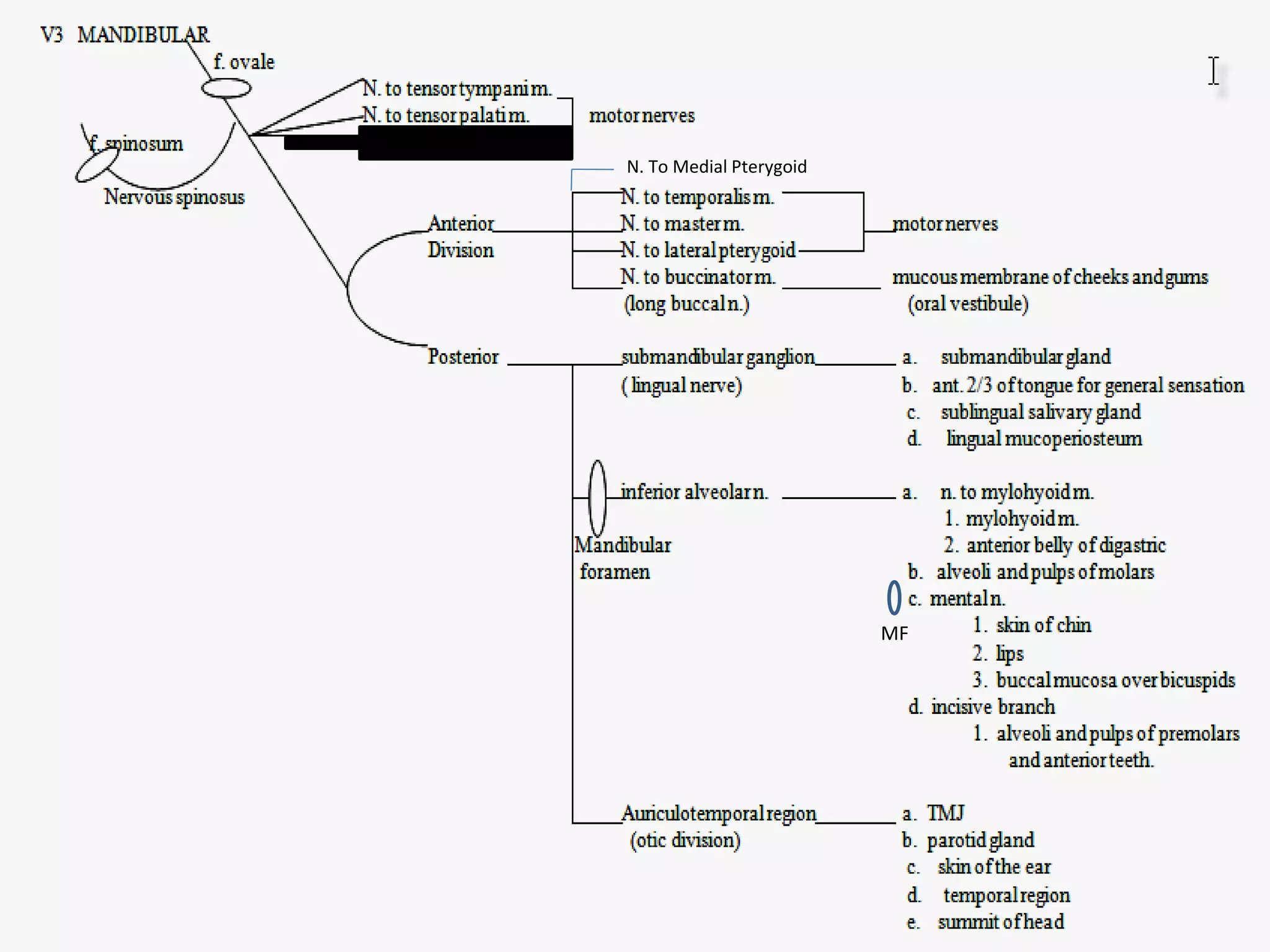 MF
N. To Medial Pterygoid
 