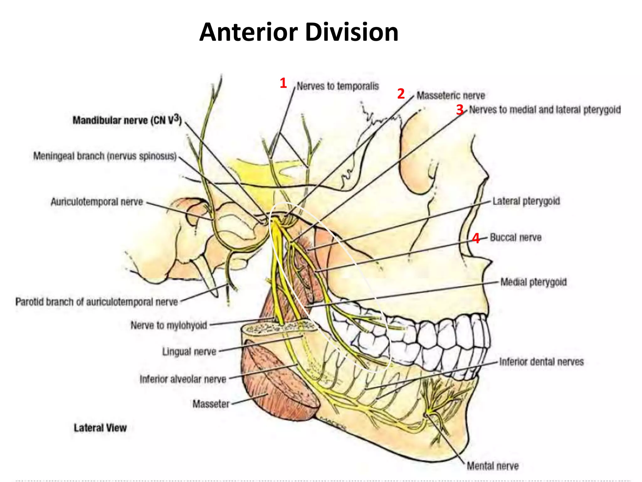 Anterior Division
1
4
3
2
 