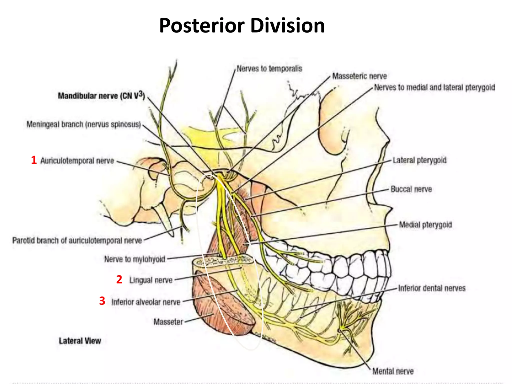 Posterior Division
1
3
2
 