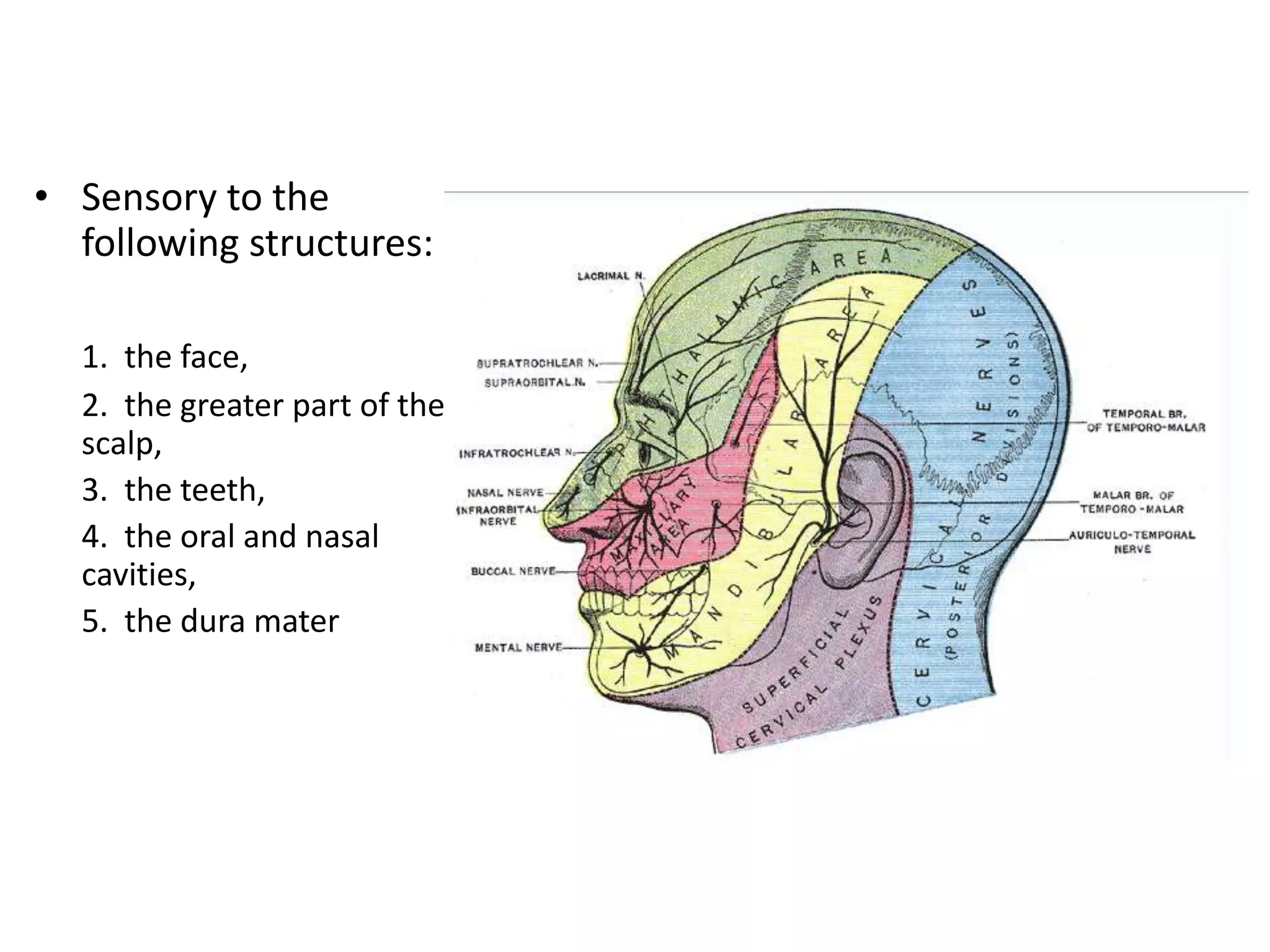 • Sensory to the
following structures:
1. the face,
2. the greater part of the
scalp,
3. the teeth,
4. the oral and nasal
cavities,
5. the dura mater
 