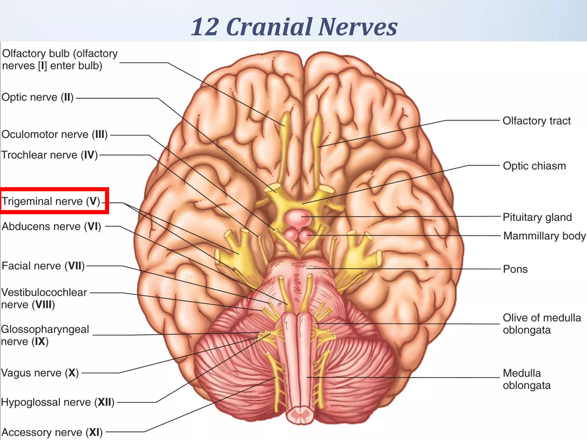 12 Cranial Nerves
 