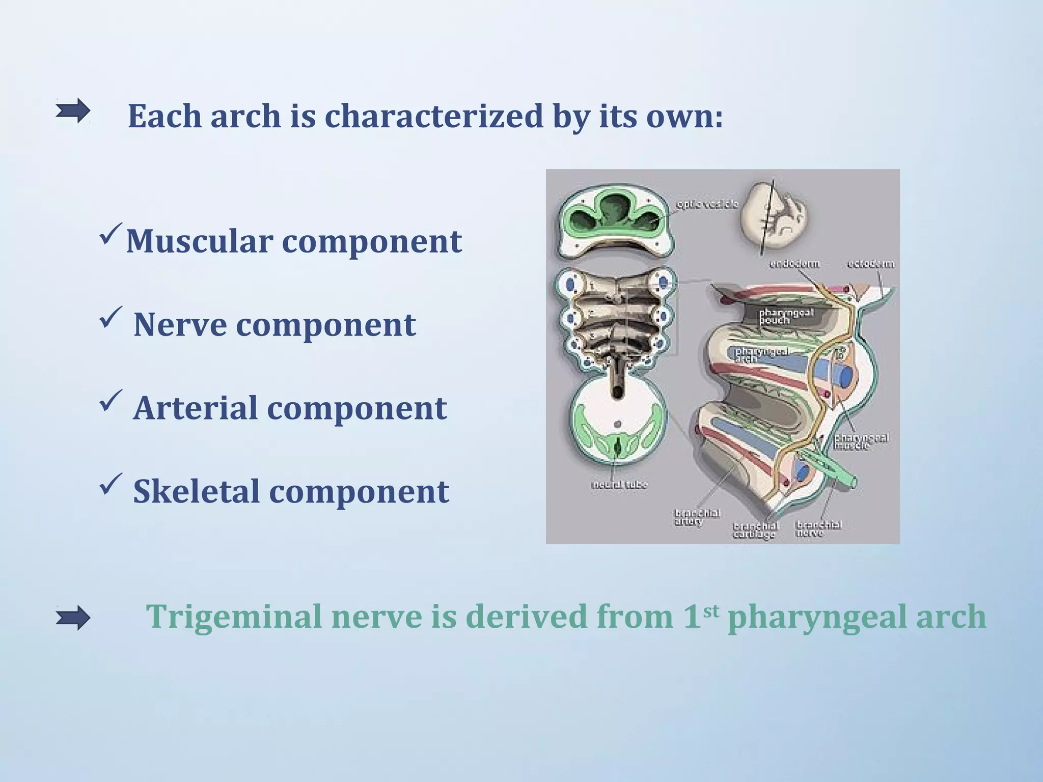 Each arch is characterized by its own:
Muscular component
 Nerve component
 Arterial component
 Skeletal component
Trigeminal nerve is derived from 1st
pharyngeal arch
 