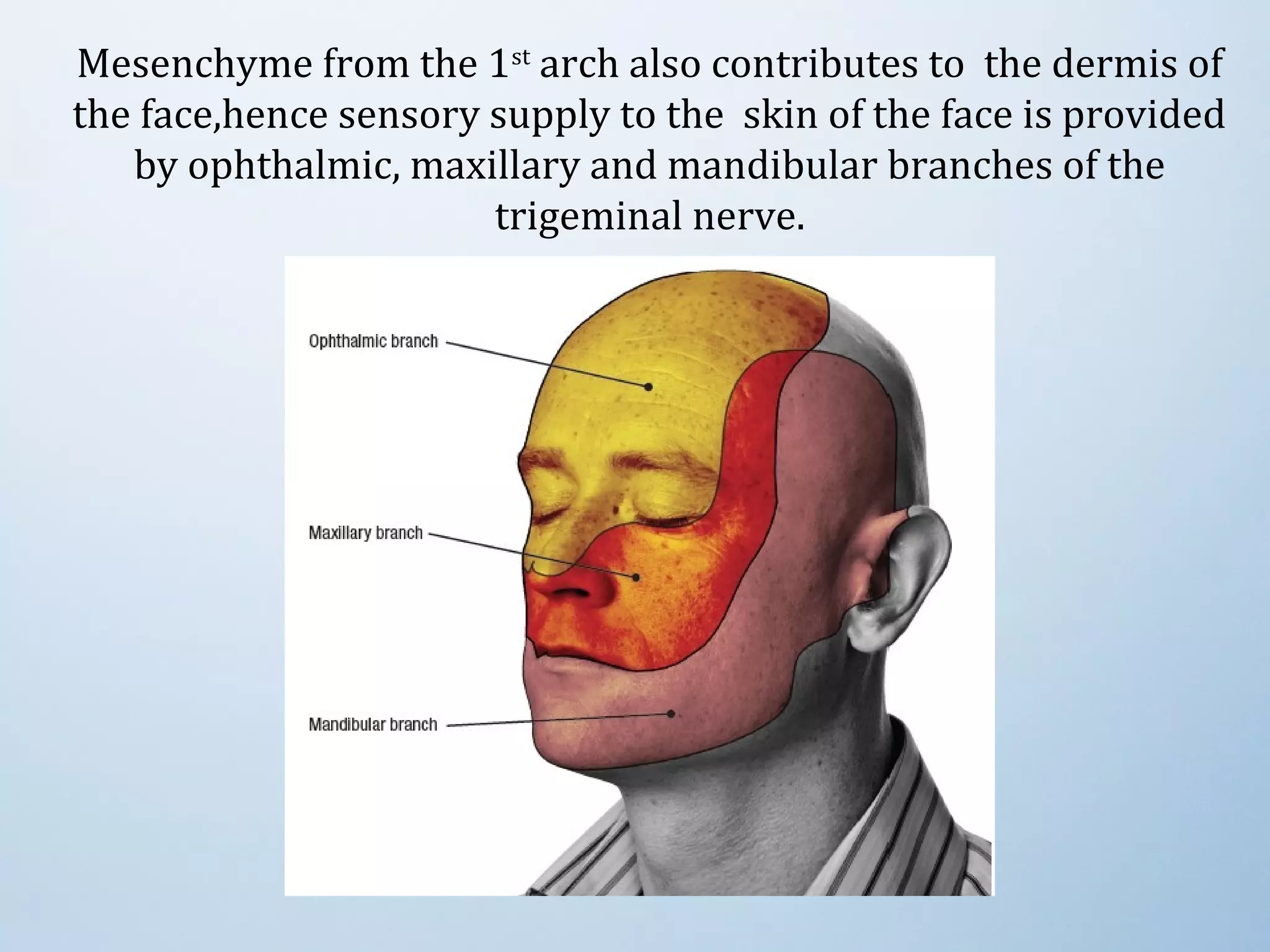 Mesenchyme from the 1st
 arch also contributes to  the dermis of 
the face,hence sensory supply to the  skin of the face is provided 
by ophthalmic, maxillary and mandibular branches of the 
trigeminal nerve.
 