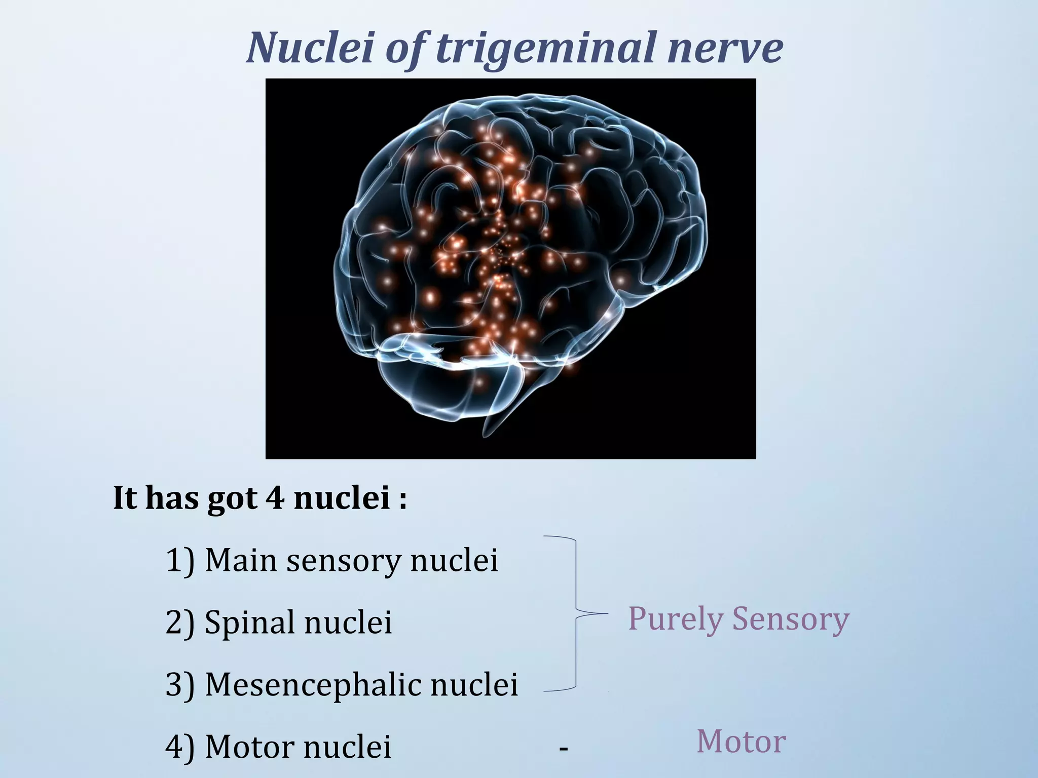 It has got 4 nuclei :
1) Main sensory nuclei
2) Spinal nuclei
3) Mesencephalic nuclei
4) Motor nuclei     -
Nuclei of trigeminal nerve
 Purely Sensory
Motor
 