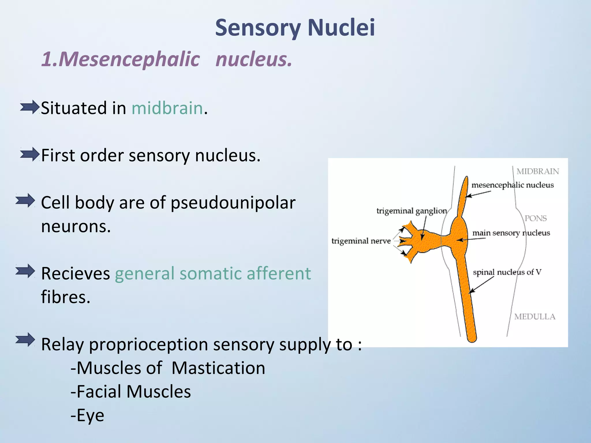 Sensory Nuclei
1.Mesencephalic nucleus.
Situated in midbrain.
First order sensory nucleus.
Cell body are of pseudounipolar
neurons.
Recieves general somatic afferent
fibres.
Relay proprioception sensory supply to :
-Muscles of Mastication
-Facial Muscles
-Eye
 