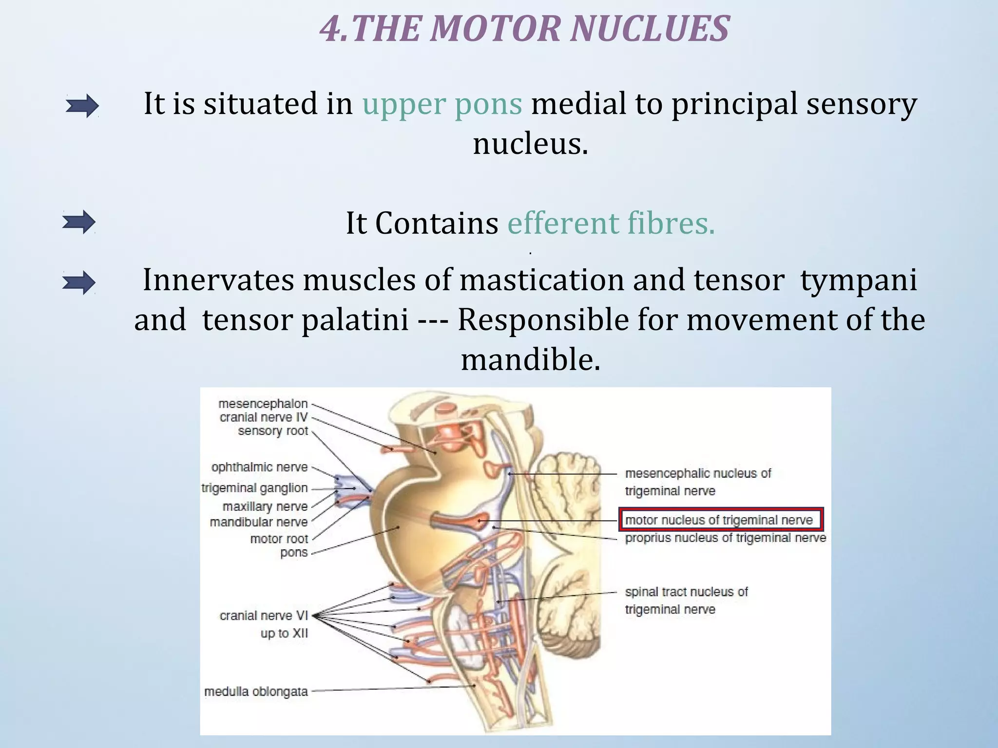 4.THE MOTOR NUCLUES
It is situated in upper pons medial to principal sensory 
nucleus.
It Contains efferent fibres.
.
Innervates muscles of mastication and tensor  tympani 
and  tensor palatini --- Responsible for movement of the 
mandible.
 