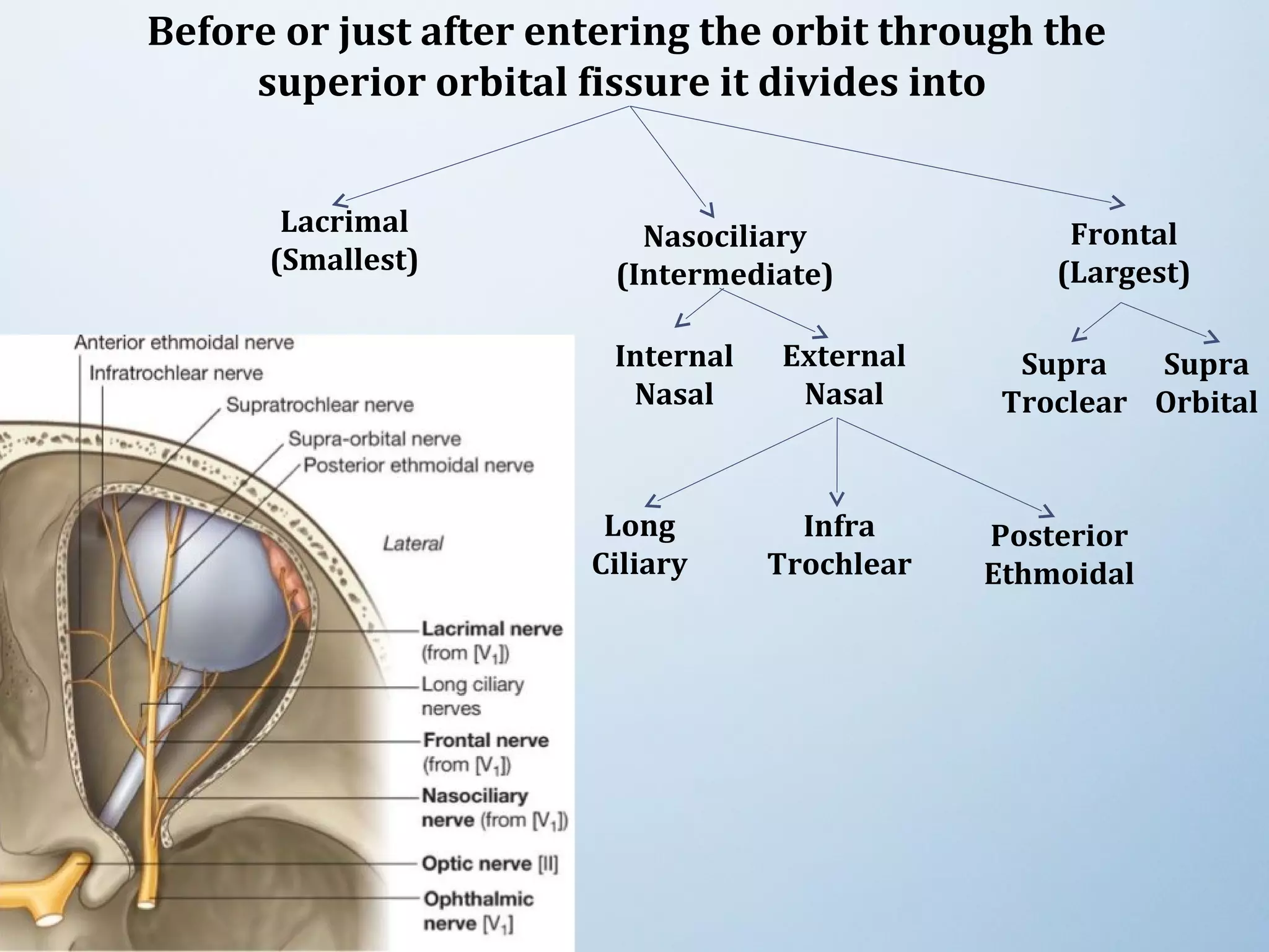 Before or just after entering the orbit through the
superior orbital fissure it divides into
Lacrimal
(Smallest)
Frontal
(Largest)
Internal
Nasal
Nasociliary
(Intermediate)
External
Nasal
Supra
Troclear
Supra
Orbital
Posterior
Ethmoidal
Infra
Trochlear
Long
Ciliary
 
