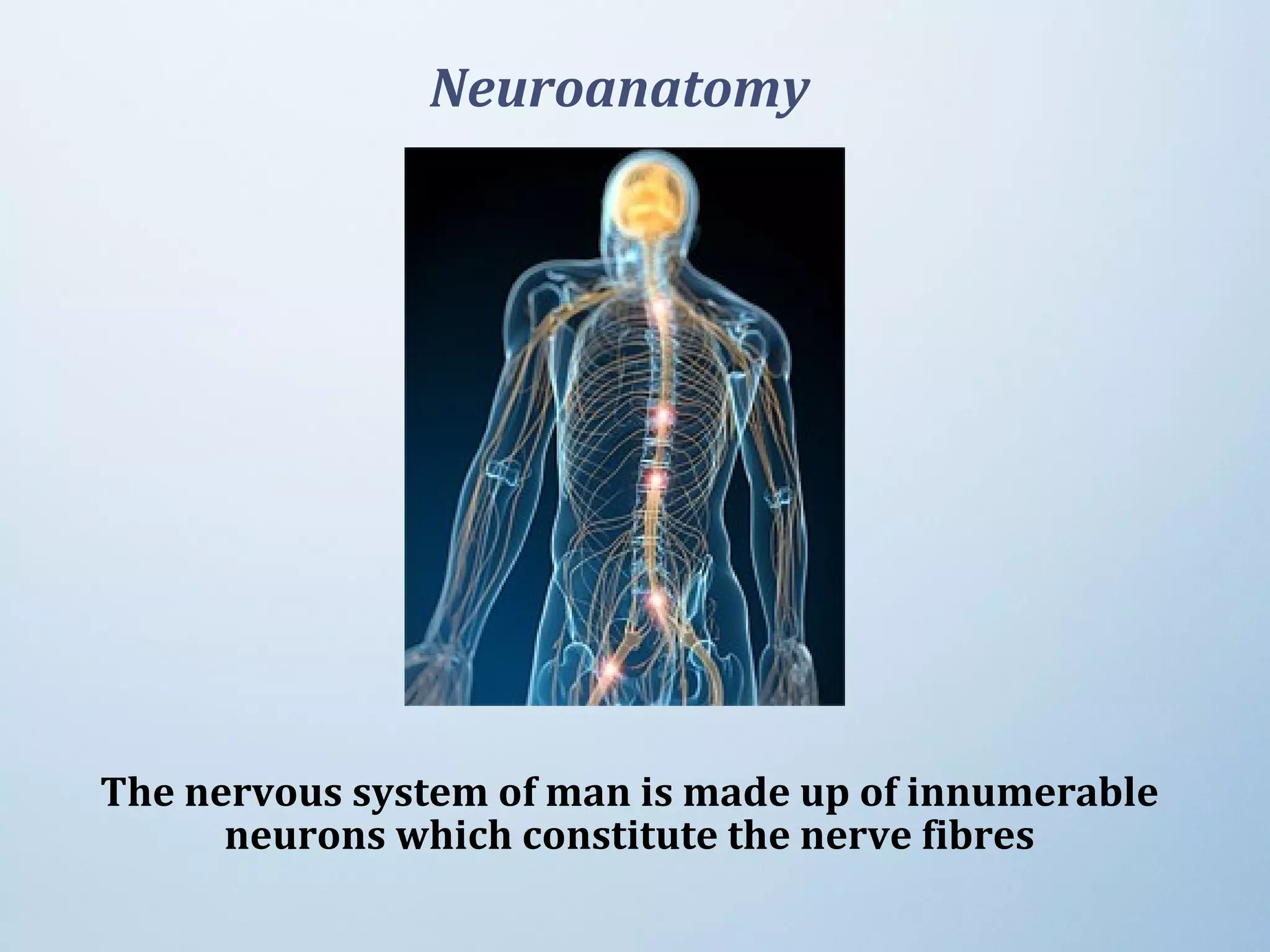 The nervous system of man is made up of innumerable
neurons which constitute the nerve fibres
Neuroanatomy
 