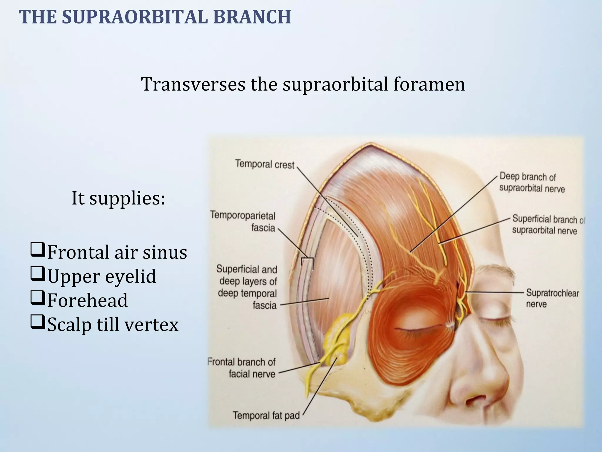 Transverses the supraorbital foramen
THE SUPRAORBITAL BRANCH
It supplies:
Frontal air sinus
Upper eyelid
Forehead
Scalp till vertex
 