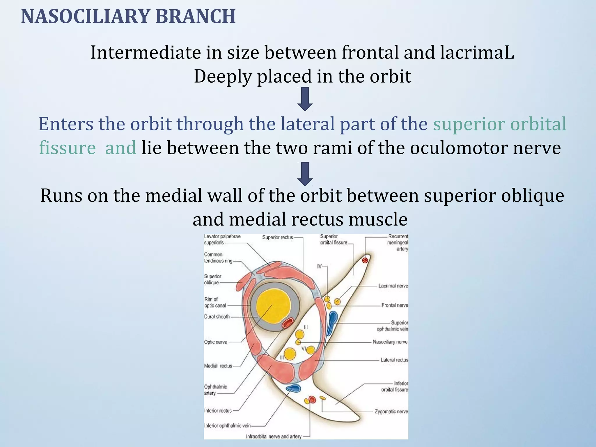 Intermediate in size between frontal and lacrimaL
Deeply placed in the orbit
Enters the orbit through the lateral part of the superior orbital
fissure and lie between the two rami of the oculomotor nerve
Runs on the medial wall of the orbit between superior oblique
and medial rectus muscle
NASOCILIARY BRANCH
 