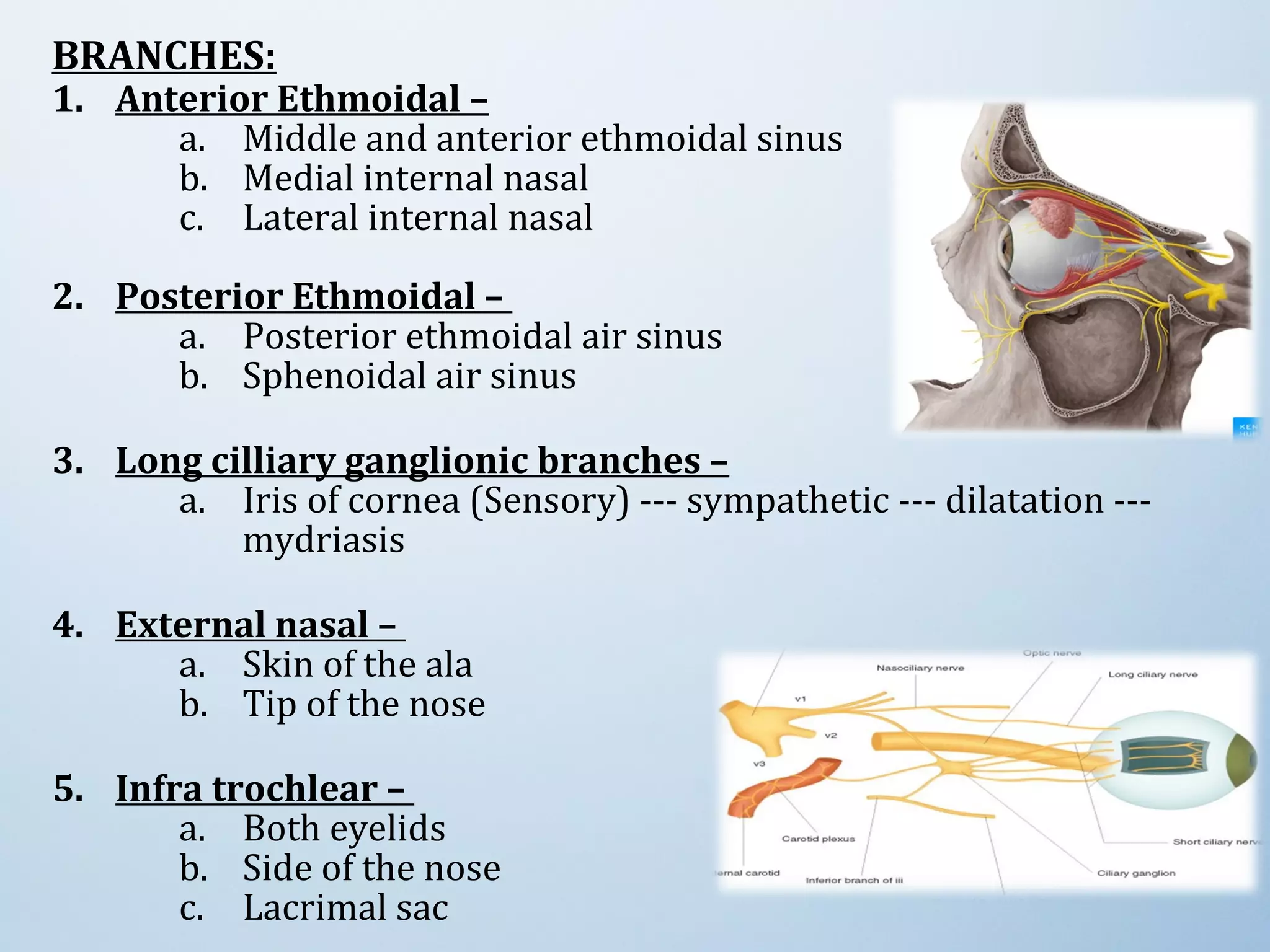 BRANCHES:
1. Anterior Ethmoidal –
a. Middle and anterior ethmoidal sinus
b. Medial internal nasal
c. Lateral internal nasal
2. Posterior Ethmoidal –
a. Posterior ethmoidal air sinus
b. Sphenoidal air sinus
3. Long cilliary ganglionic branches –
a. Iris of cornea (Sensory) --- sympathetic --- dilatation ---
mydriasis
4. External nasal –
a. Skin of the ala
b. Tip of the nose
5. Infra trochlear –
a. Both eyelids
b. Side of the nose
c. Lacrimal sac
 