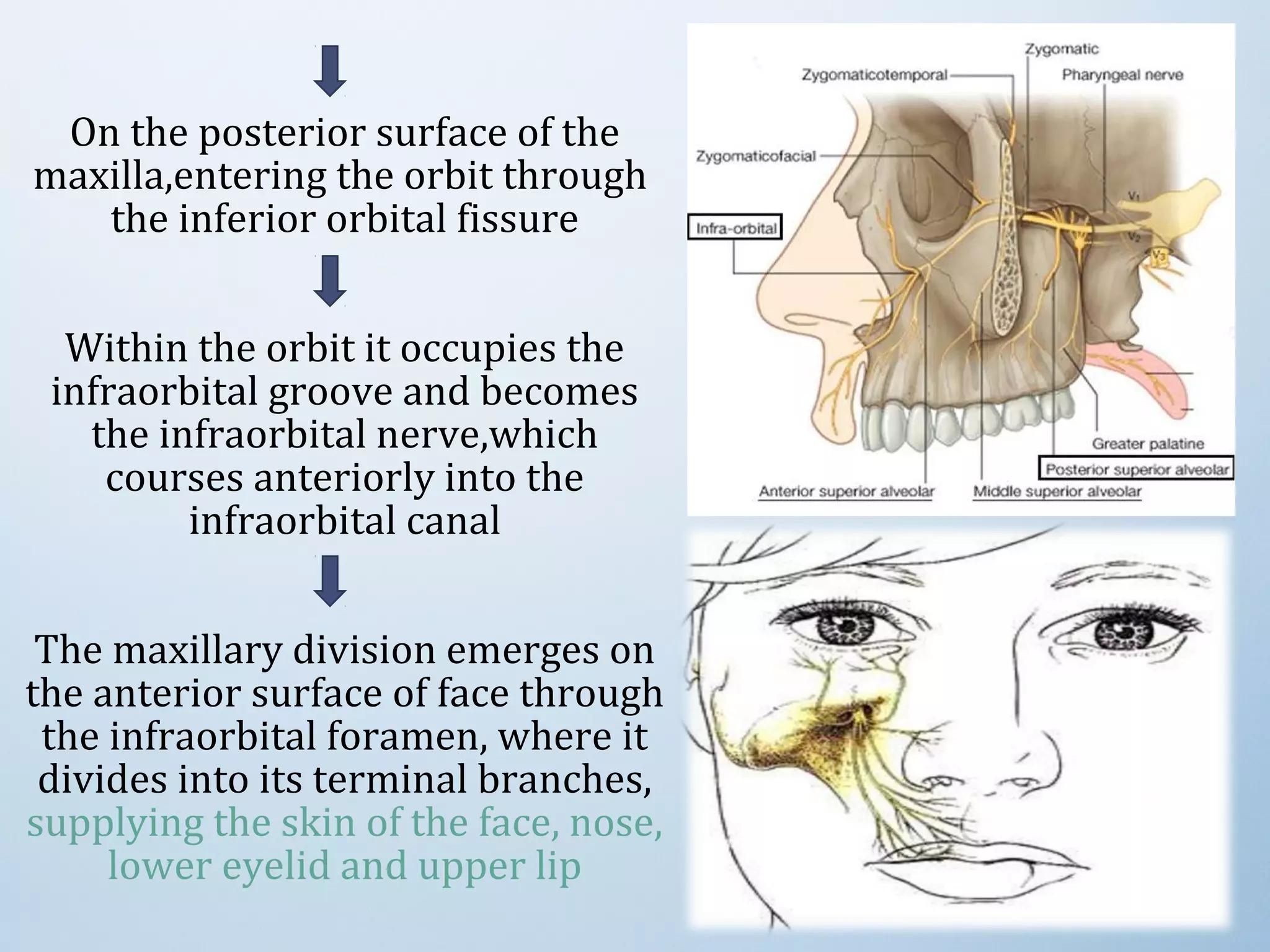 On the posterior surface of the
maxilla,entering the orbit through
the inferior orbital fissure
Within the orbit it occupies the
infraorbital groove and becomes
the infraorbital nerve,which
courses anteriorly into the
infraorbital canal
The maxillary division emerges on
the anterior surface of face through
the infraorbital foramen, where it
divides into its terminal branches,
supplying the skin of the face, nose,
lower eyelid and upper lip
 