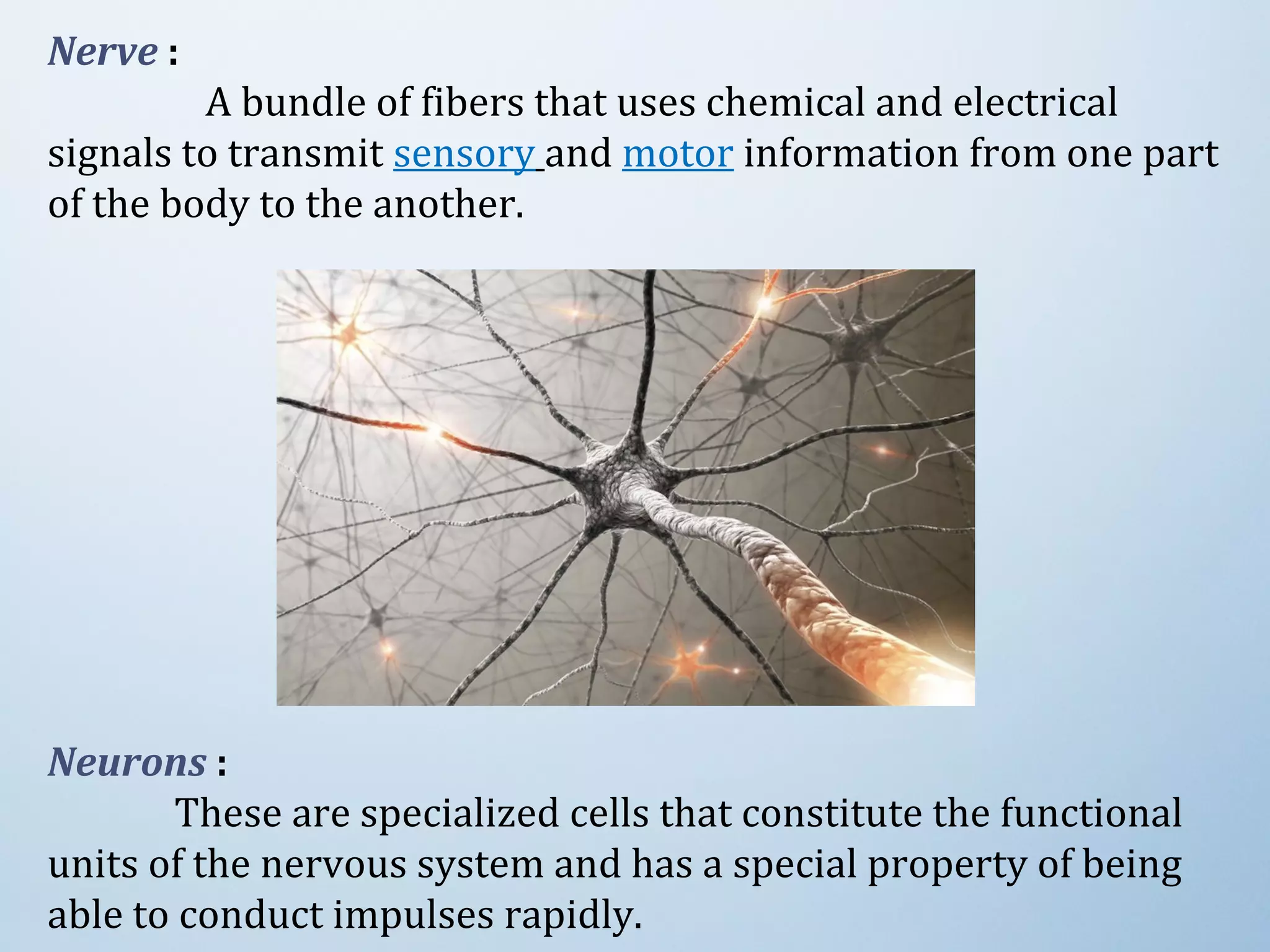 Nerve : 
                 A bundle of fibers that uses chemical and electrical 
signals to transmit sensory and motor information from one part 
of the body to the another. 
Neurons :
These are specialized cells that constitute the functional 
units of the nervous system and has a special property of being 
able to conduct impulses rapidly.
 
