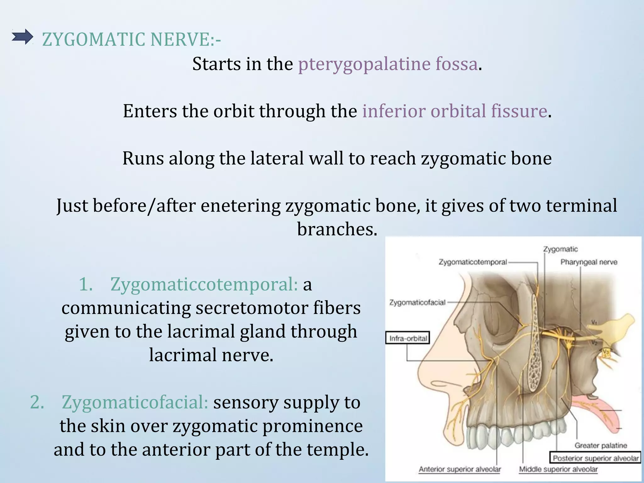 ZYGOMATIC NERVE:-
1. Zygomaticcotemporal: a
communicating secretomotor fibers
given to the lacrimal gland through
lacrimal nerve.
2. Zygomaticofacial: sensory supply to
the skin over zygomatic prominence
and to the anterior part of the temple.
Starts in the pterygopalatine fossa.
Enters the orbit through the inferior orbital fissure.
Runs along the lateral wall to reach zygomatic bone
Just before/after enetering zygomatic bone, it gives of two terminal
branches.
 