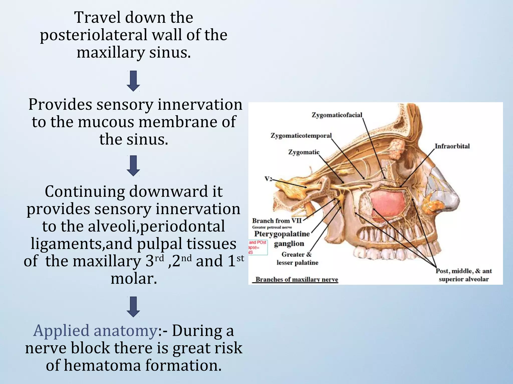 Travel down the
posteriolateral wall of the
maxillary sinus.
Provides sensory innervation
to the mucous membrane of
the sinus.
Continuing downward it
provides sensory innervation
to the alveoli,periodontal
ligaments,and pulpal tissues
of the maxillary 3rd
,2nd
and 1st
molar.
Applied anatomy:- During a
nerve block there is great risk
of hematoma formation.
 